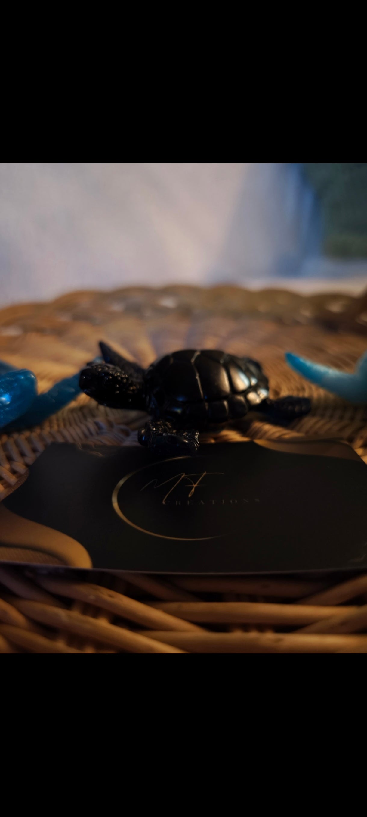 Trio tortues